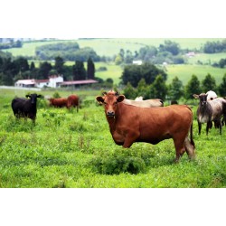 Campanha de Atualização de Rebanhos está na reta final